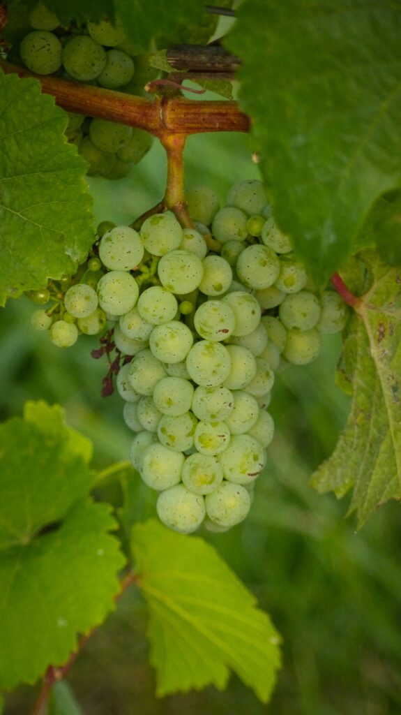 Pravljenje belog vina