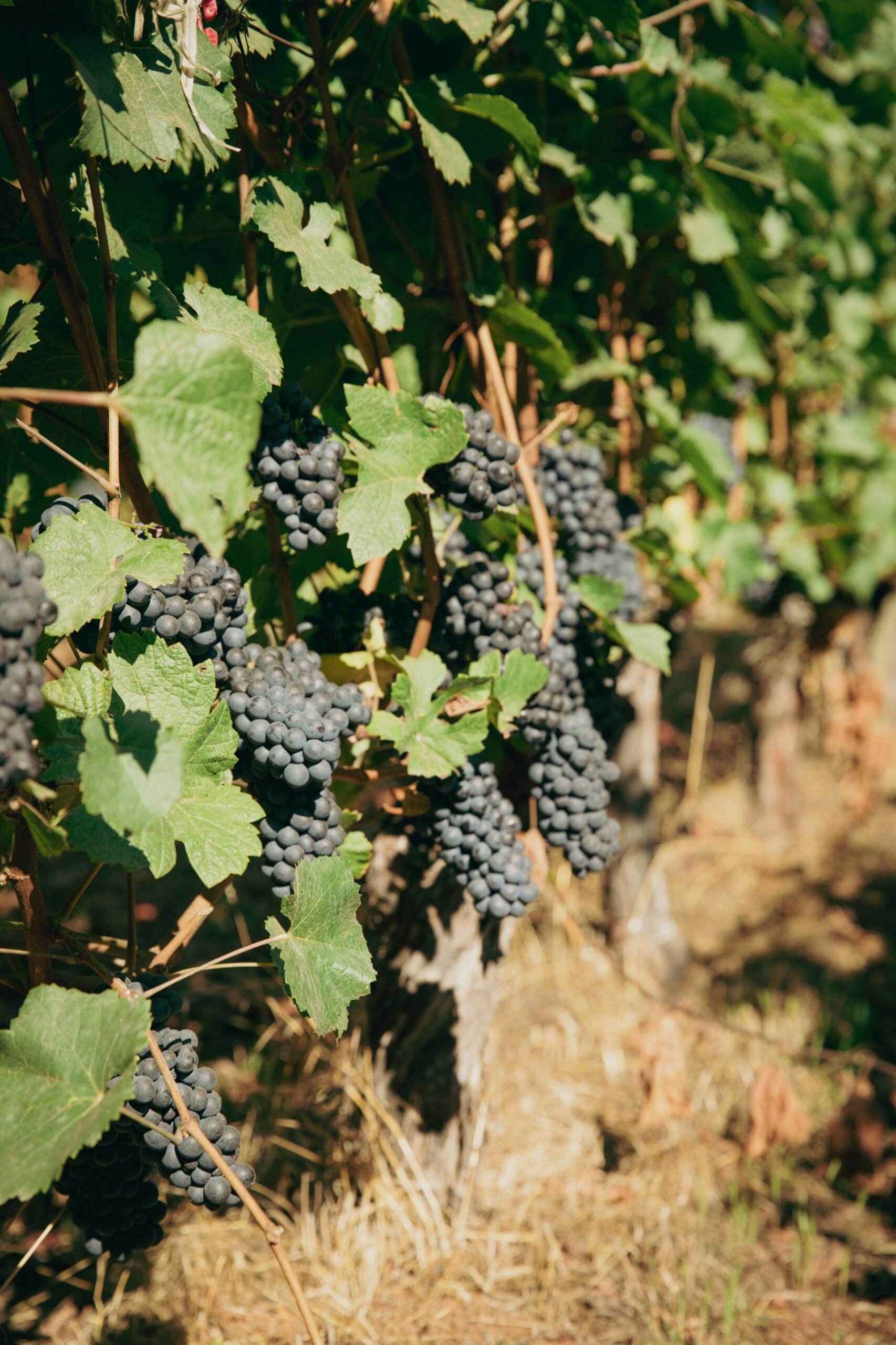 Pinot Noir Vino