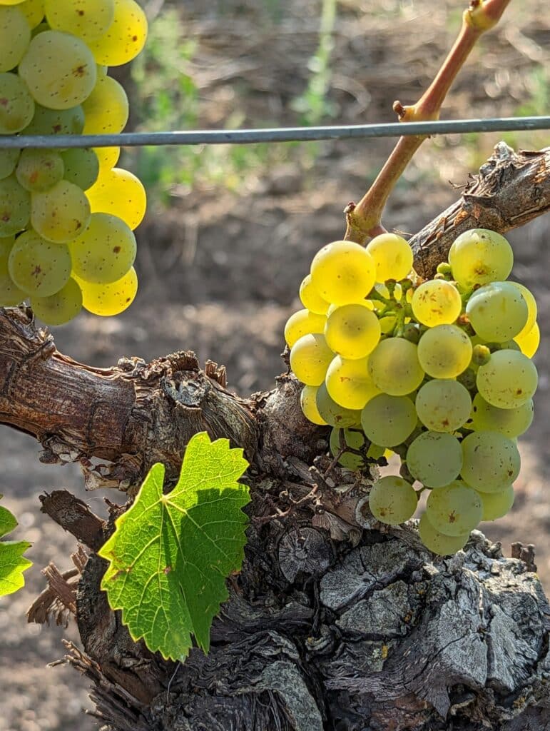 Pravljenje šardone vina