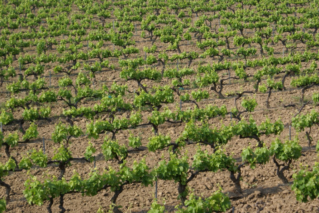 Vinograd Grenas Grožđa