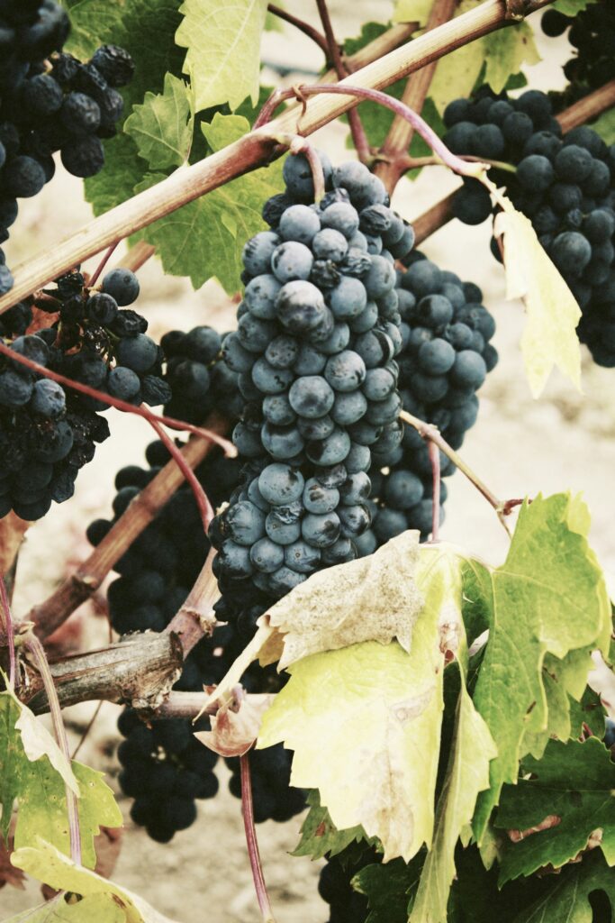 Proizvodnja Zinfandel vina
