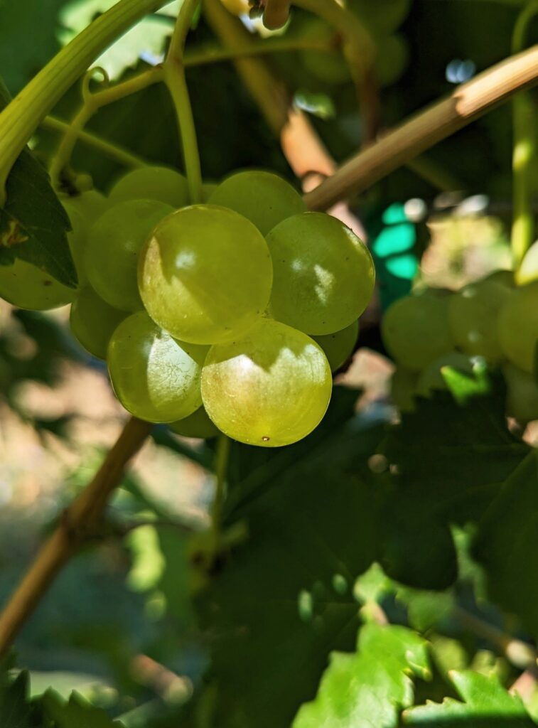 Proizvodnja Kava vina
