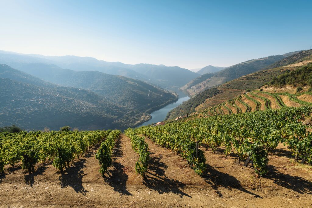 Proizvodnja Porto vina
