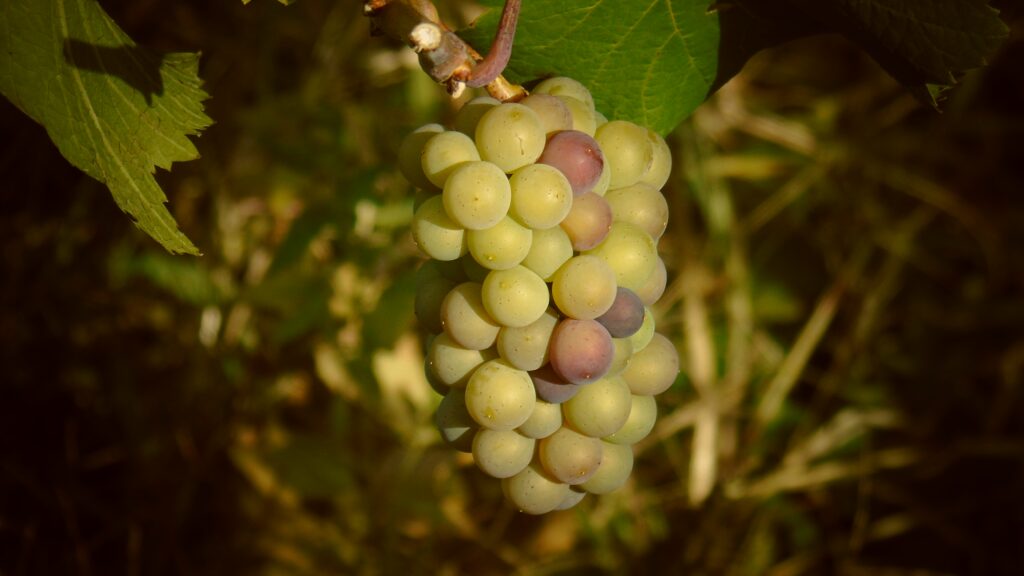 Proizvodnja Senin Blan Vina