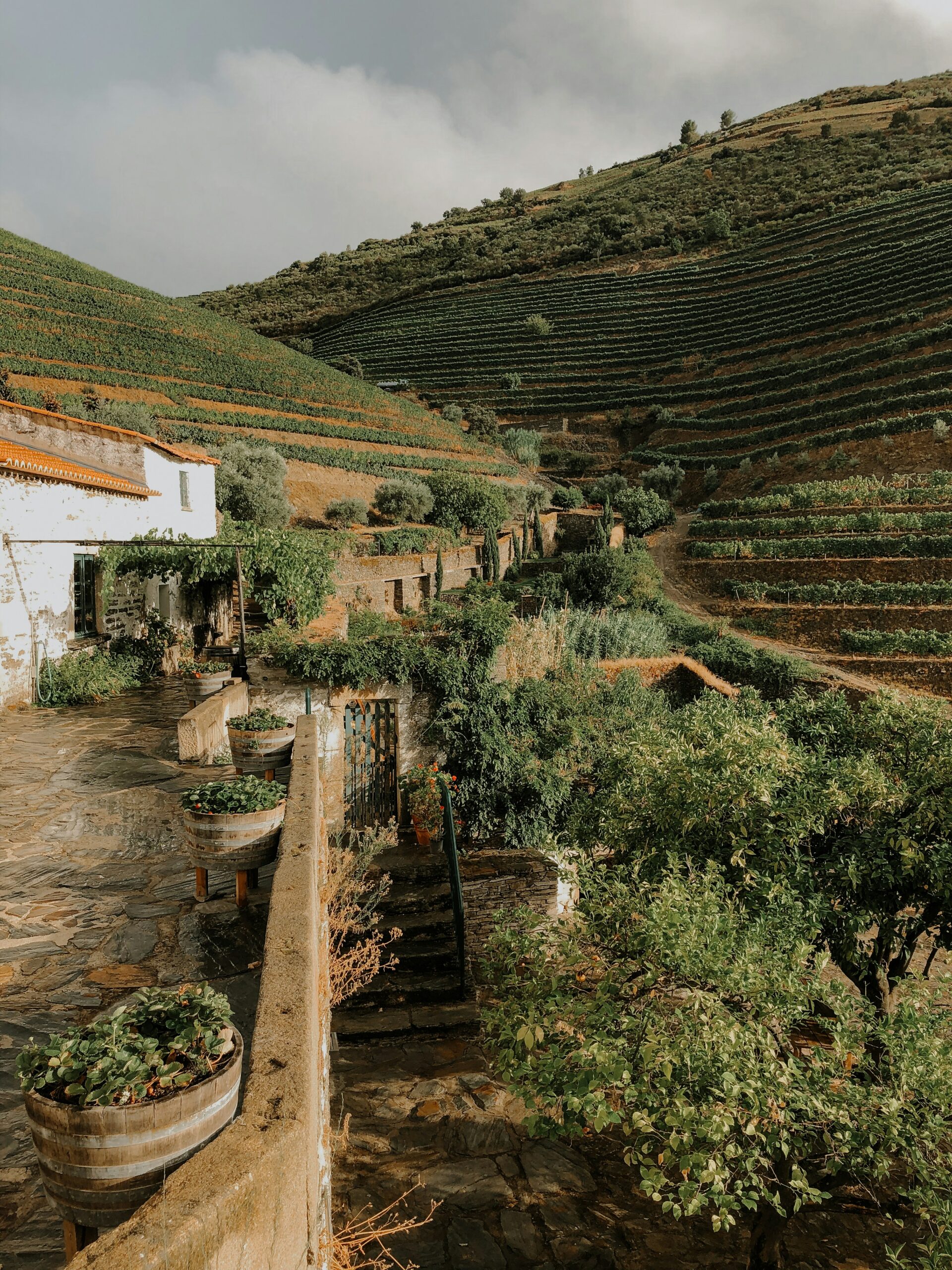 Porto Vino Detaljno