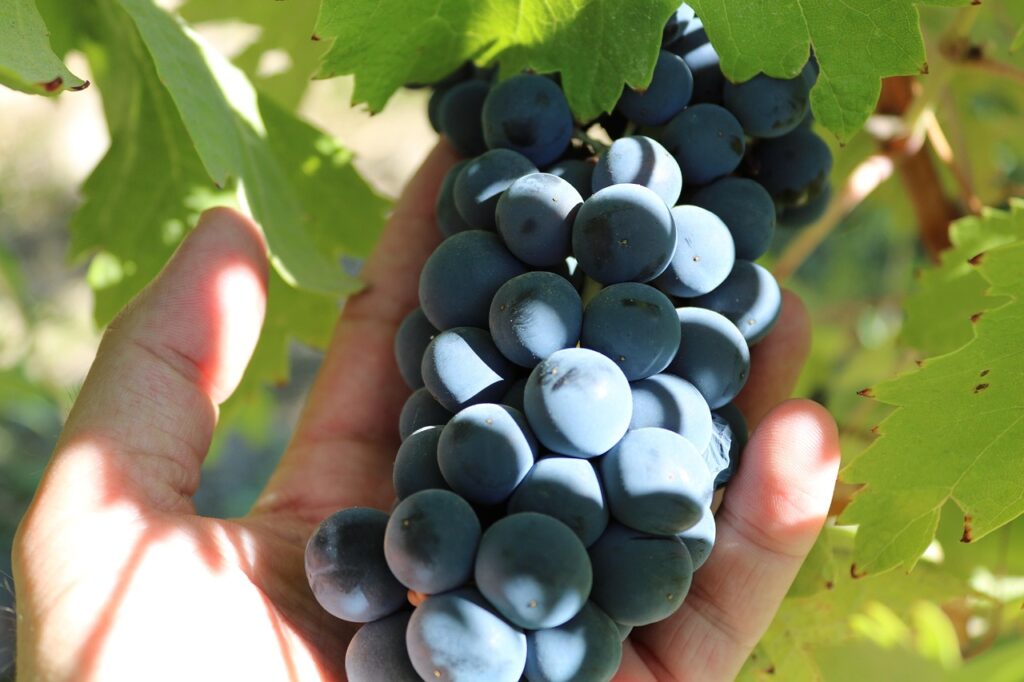 Proizvodnja Siraz vina